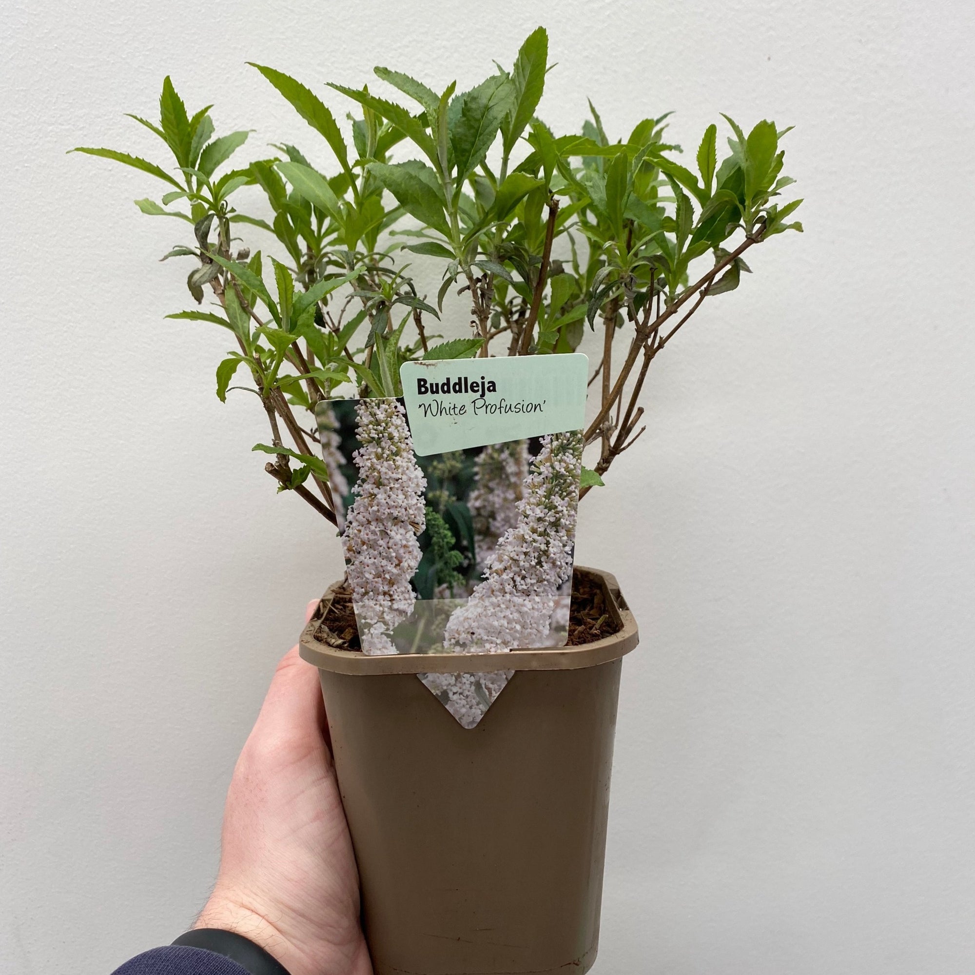 Buddleja davidii 'White Profusion' 1L / 2L