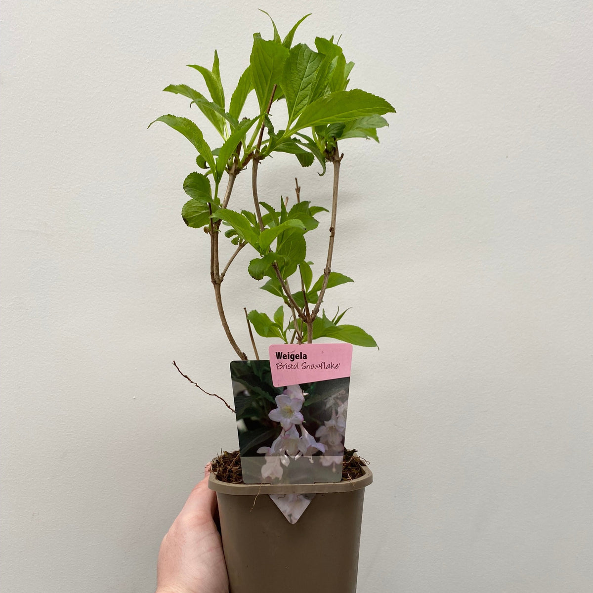 Weigela &#39;Bristol Snowflake&#39; 1L / 2L