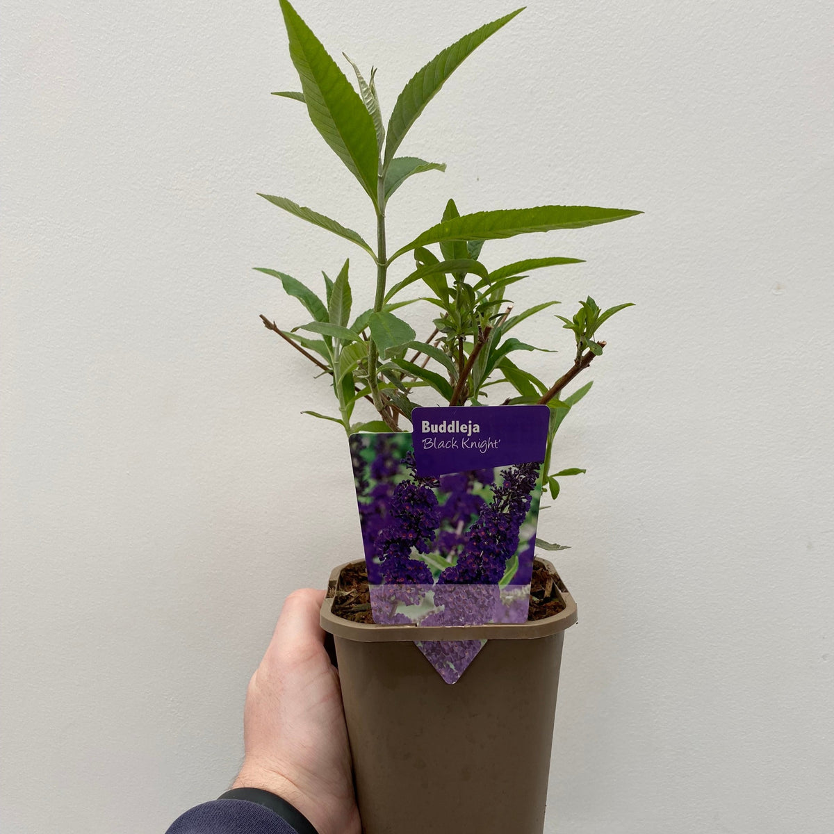 A hand holds a Buddleja davidii &#39;Black Knight&#39; shrub in a 1L / 2L pot. The label shows its mature form with fragrant purple flowers, set against a plain light background.