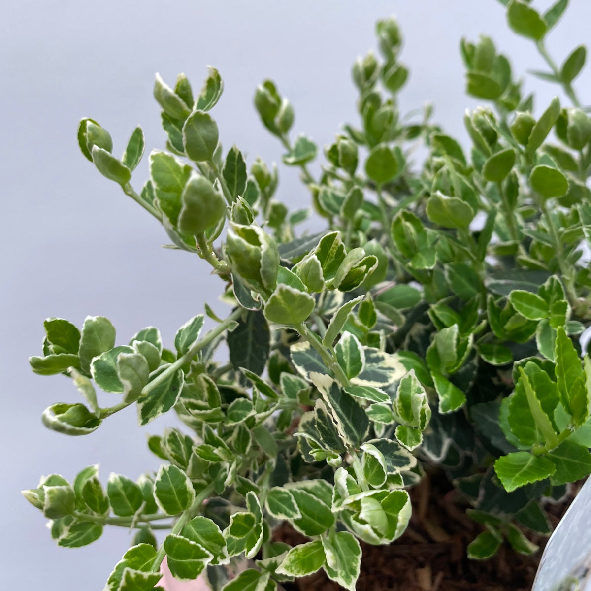 A healthy Euonymus fortunei ‘Emerald Gaiety’ (1L / 5L) shrub with dense, low-maintenance, variegated foliage—small green leaves edged in white—shown close-up against a neutral light background.