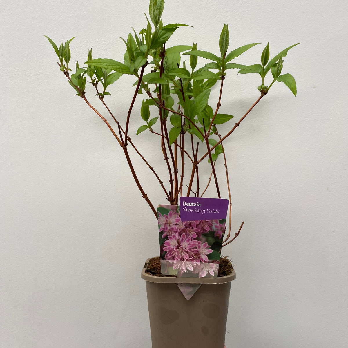 A Deutzia x hybrid &#39;Strawberry Fields&#39; (1L/2L), a deciduous shrub with pink flowers, green leaves, and reddish stems, is displayed in a pot with a label showing pink blooms against a plain white background.