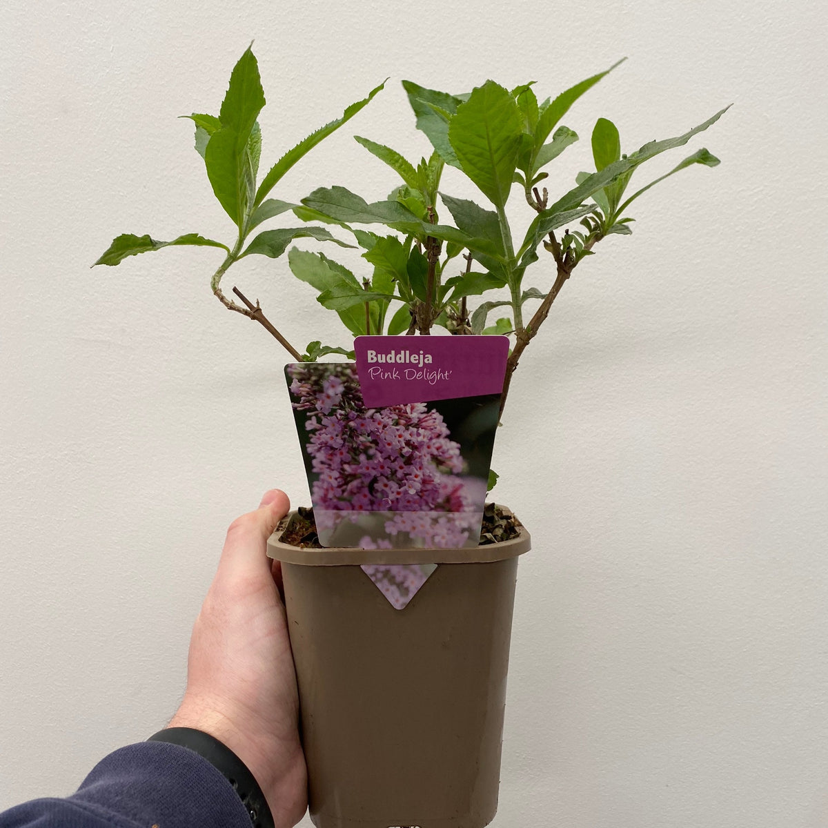 A hand holds a Buddleja davidii &#39;Pink Delight&#39; 9cm/1L, a deciduous butterfly bush. A label with an image of its fragrant flowers is in the soil. The plain off-white wall serves as the background.
