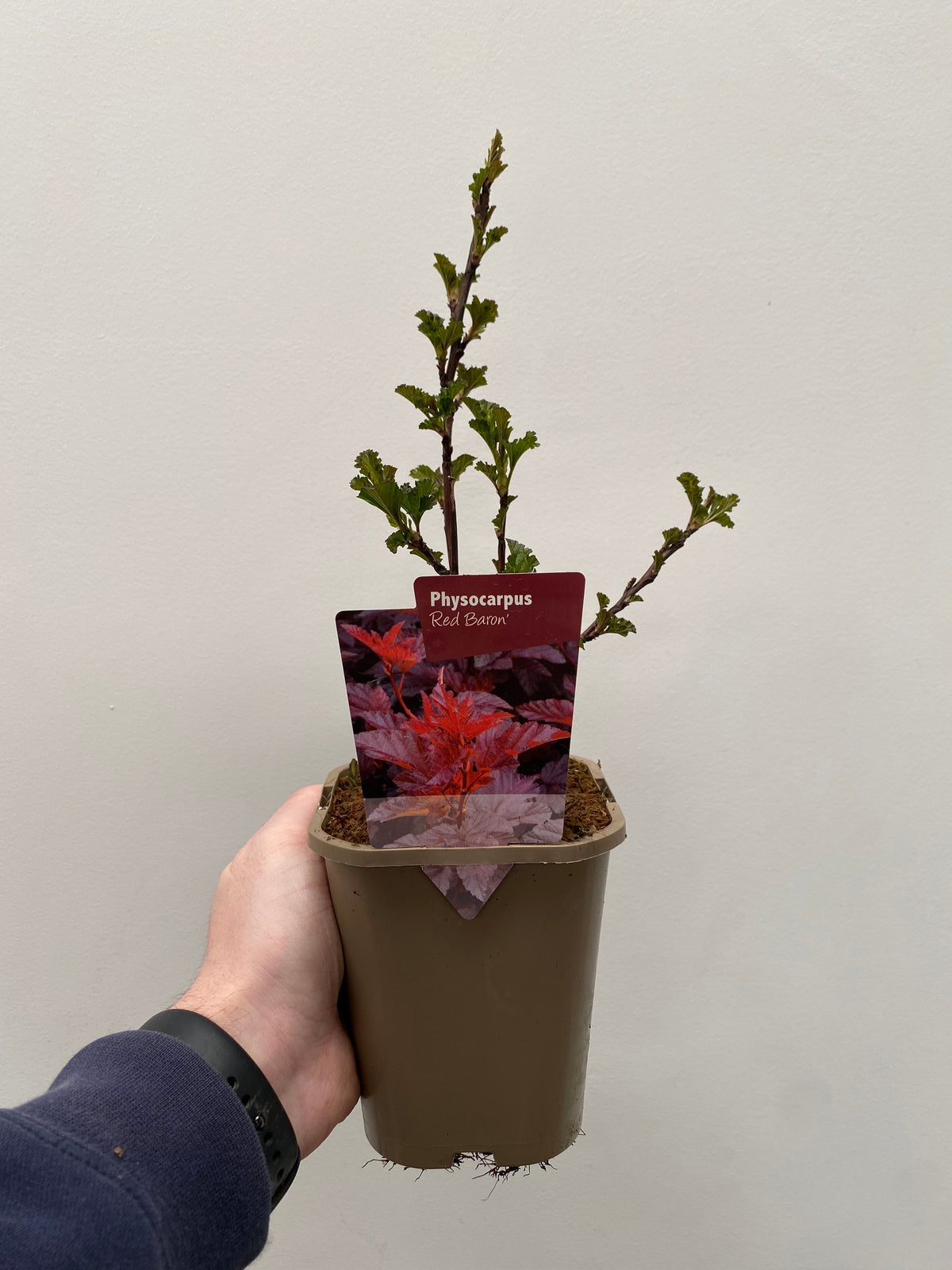 Physocarpus opulifolius &#39;Red Baron&#39; 1L