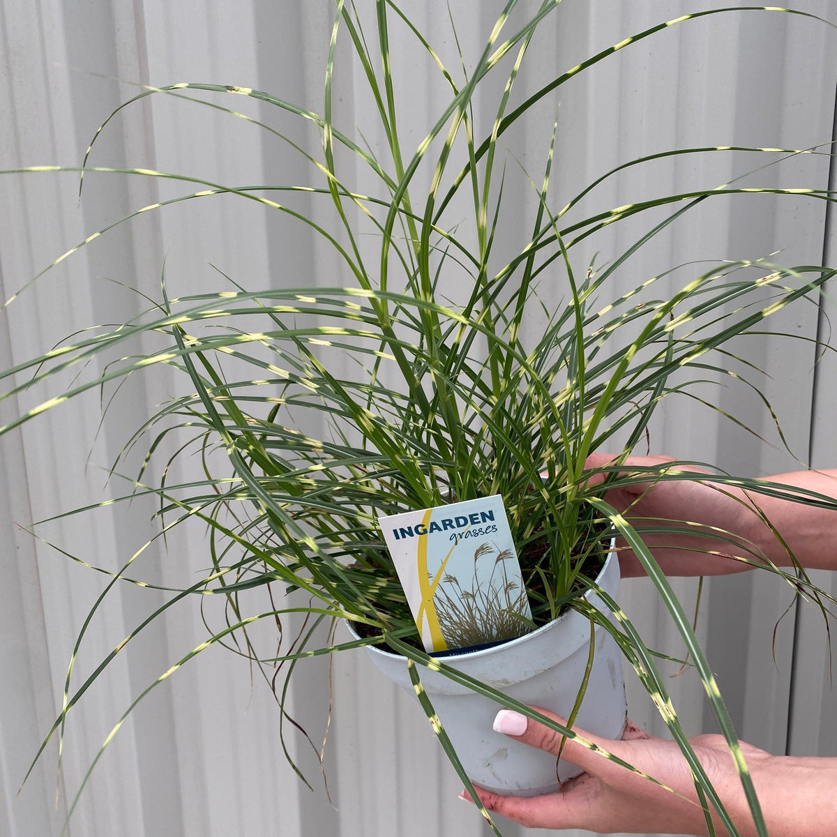 Miscanthus sinensis &#39;Little Zebra&#39; Grass (Including Gift Wrap)