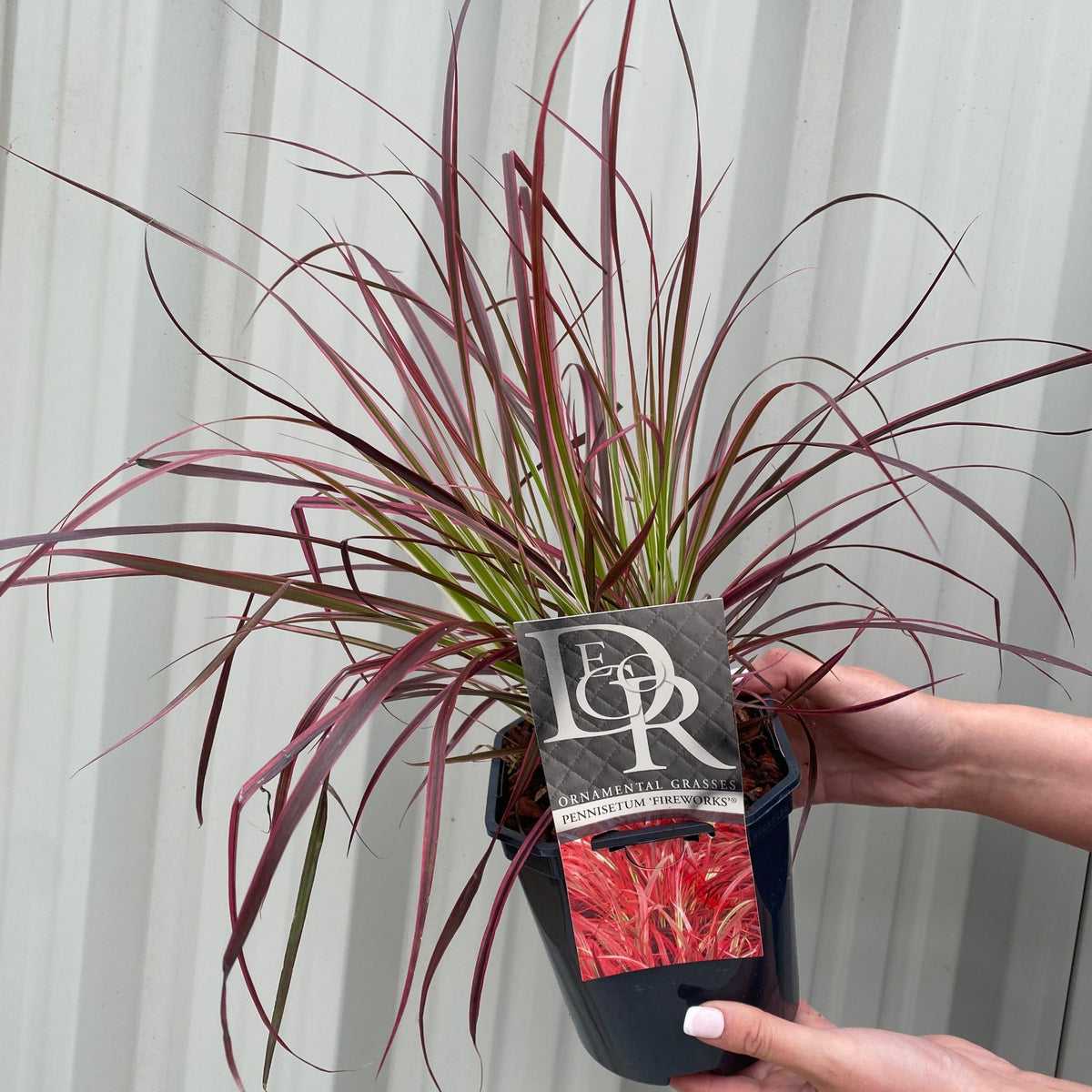 Someone holds a small pot of Pennisetum Fireworks Grass, featuring long, thin, burgundy-red leaves. The product label displays the mature ornamental grass. A corrugated metal wall forms the background.