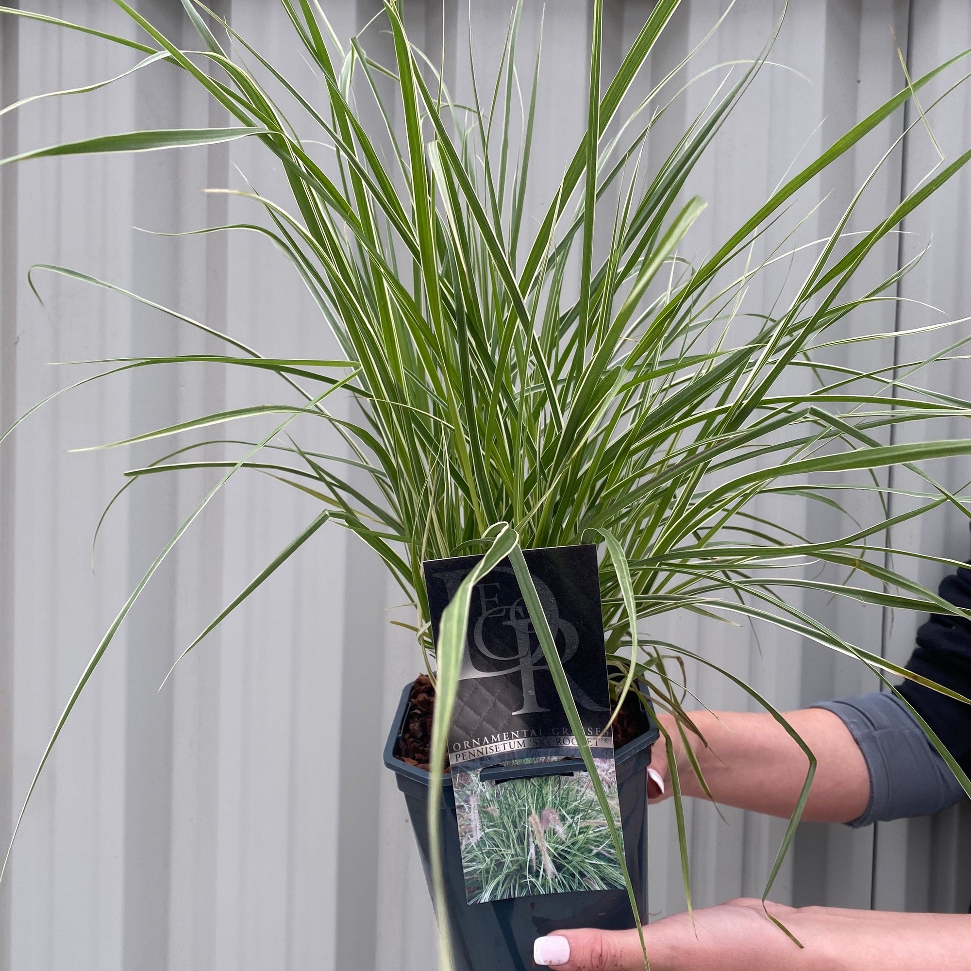 Pennisetum 'Sky Rocket' Ornamental Grass