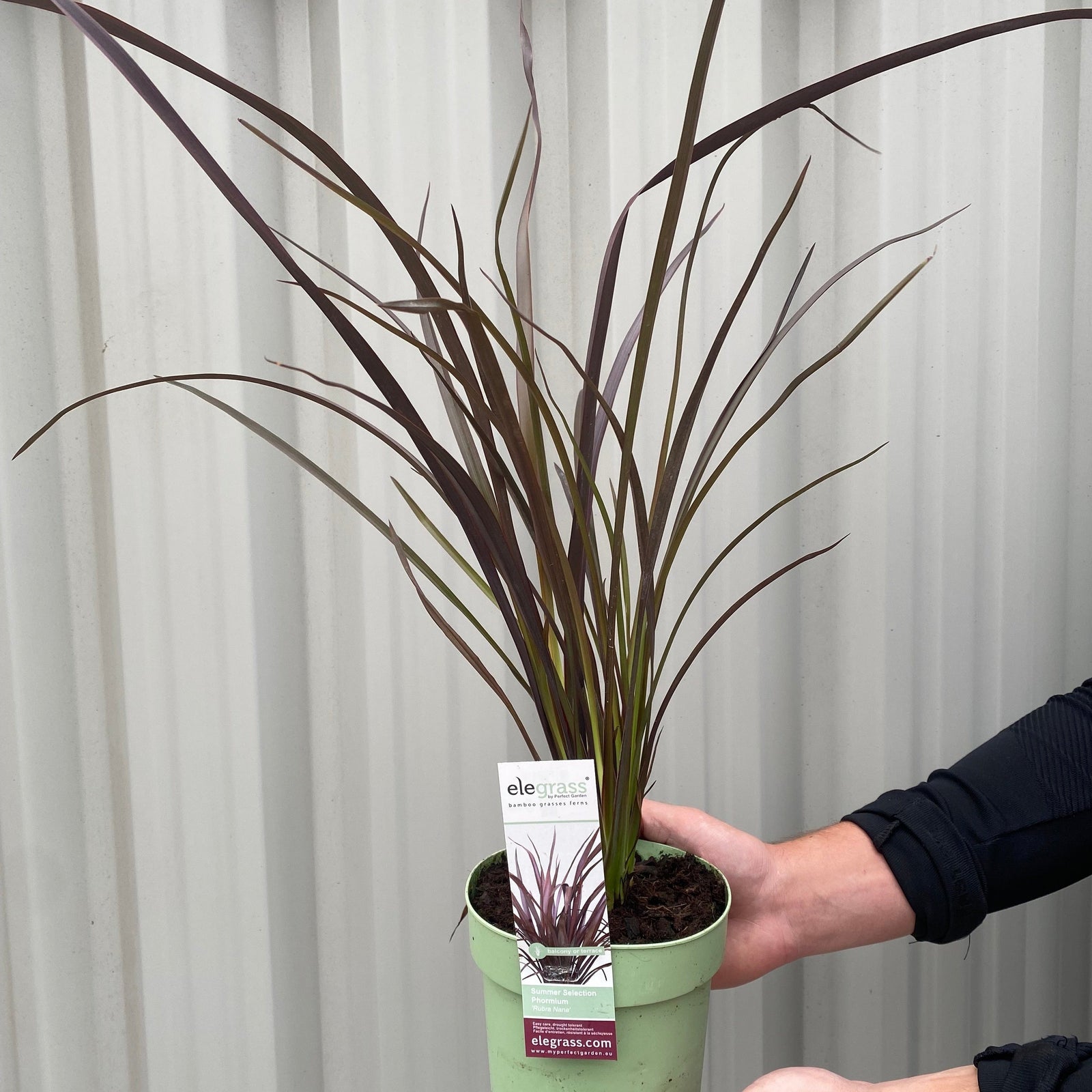 A person holds a green pot with a Phormium 'Rubra Nana' 60cm, a tall, spiky plant with purple-tinged leaves. A label is attached, and a corrugated light gray wall is behind. Striking and low maintenance for any garden.