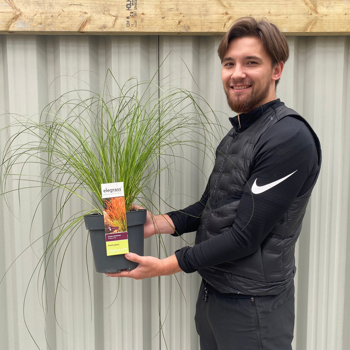 A smiling man in a black Nike jacket holds a 3L pot of Carex testacea &#39;Prairie Fire&#39; grass, standing in front of a corrugated metal wall and wooden beam.