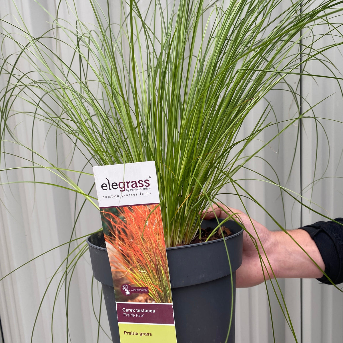 A person holds a black pot of Carex testacea &#39;Prairie Fire&#39; Grass 3L, a drought-tolerant ornamental grass with long, slender green leaves. A label with &quot;elegrass&quot; and &quot;Prairie grass&quot; is visible against a light corrugated wall background.