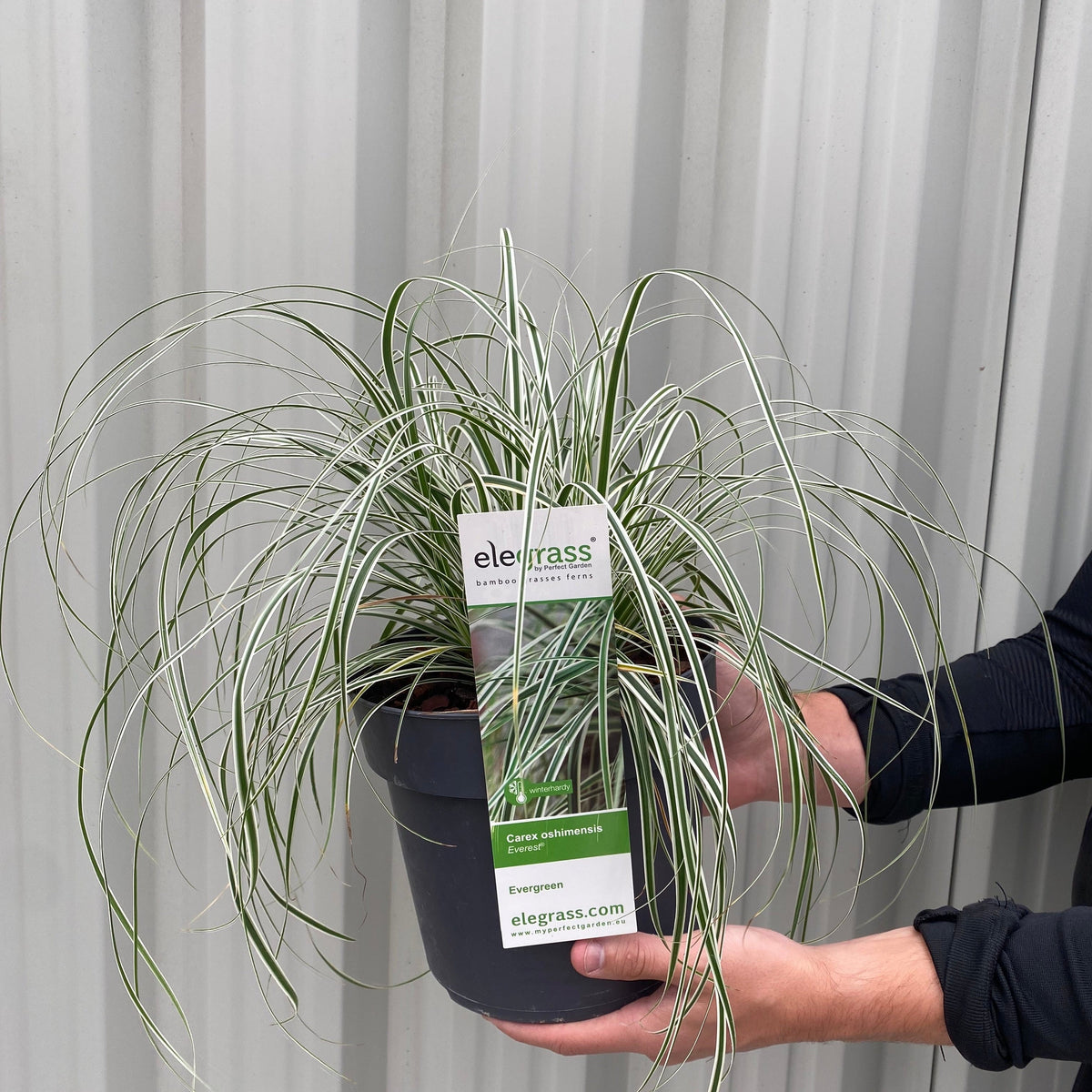 A person holds a Carex - Everest | Ornamental Grass (9cm / 1L / 2L) with long, thin green and white leaves. A label identifies the plant. A corrugated metal wall is visible in the background.