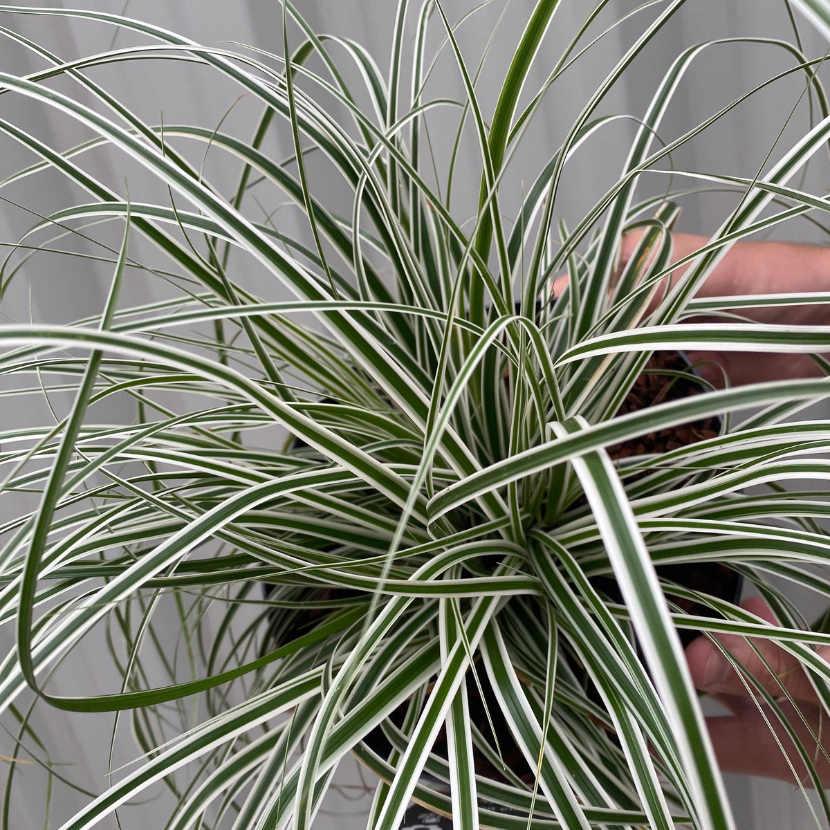 A close-up of Carex - Everest ornamental grass, known for its low maintenance and long, narrow green leaves with white stripes, held by a hand against a blurred neutral background. Available in 9cm, 1L, or 2L pots.