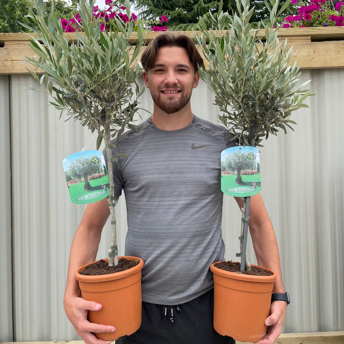 A young man in a gray shirt smiles while holding two Olive Tree | Olea europea plants with green leaves and labeled pots. A wooden fence and blooming flowers create a sunny, lively background.