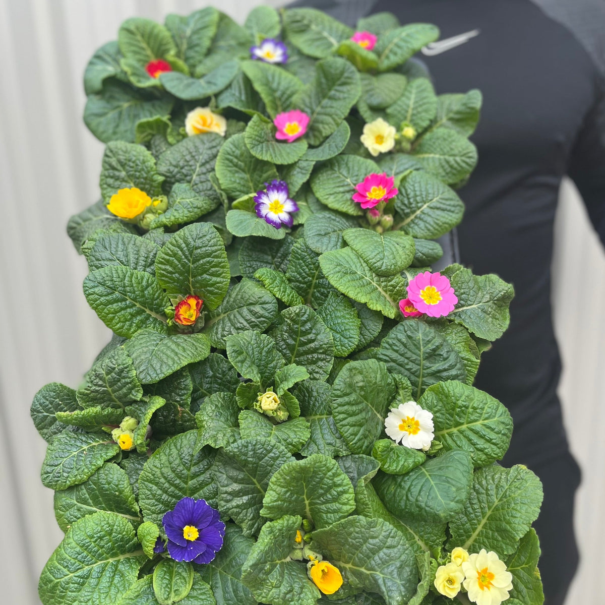 3 x 9cm Primula Pots | Primula/Primroses