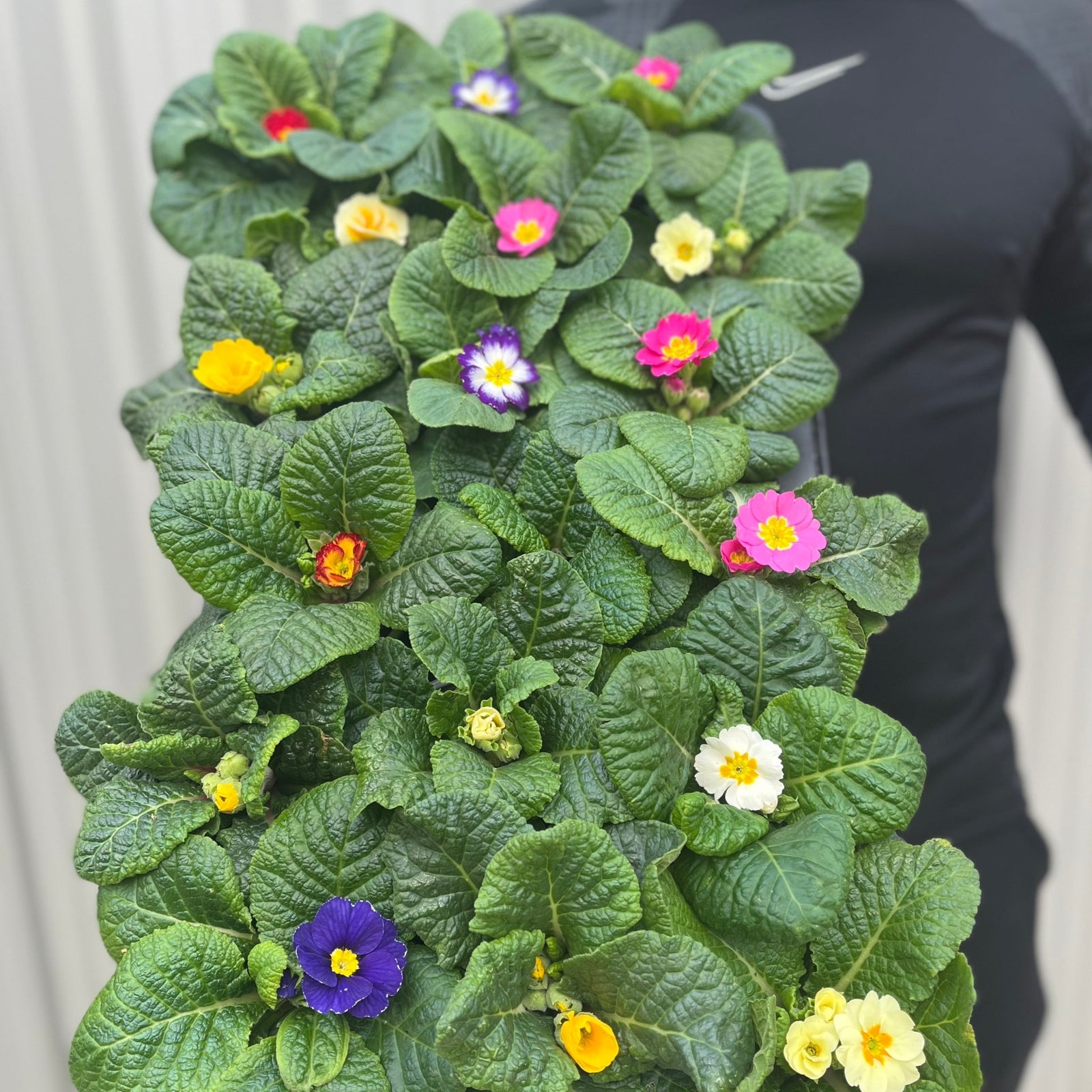 3 x 9cm Primula Pots | Primula/Primroses