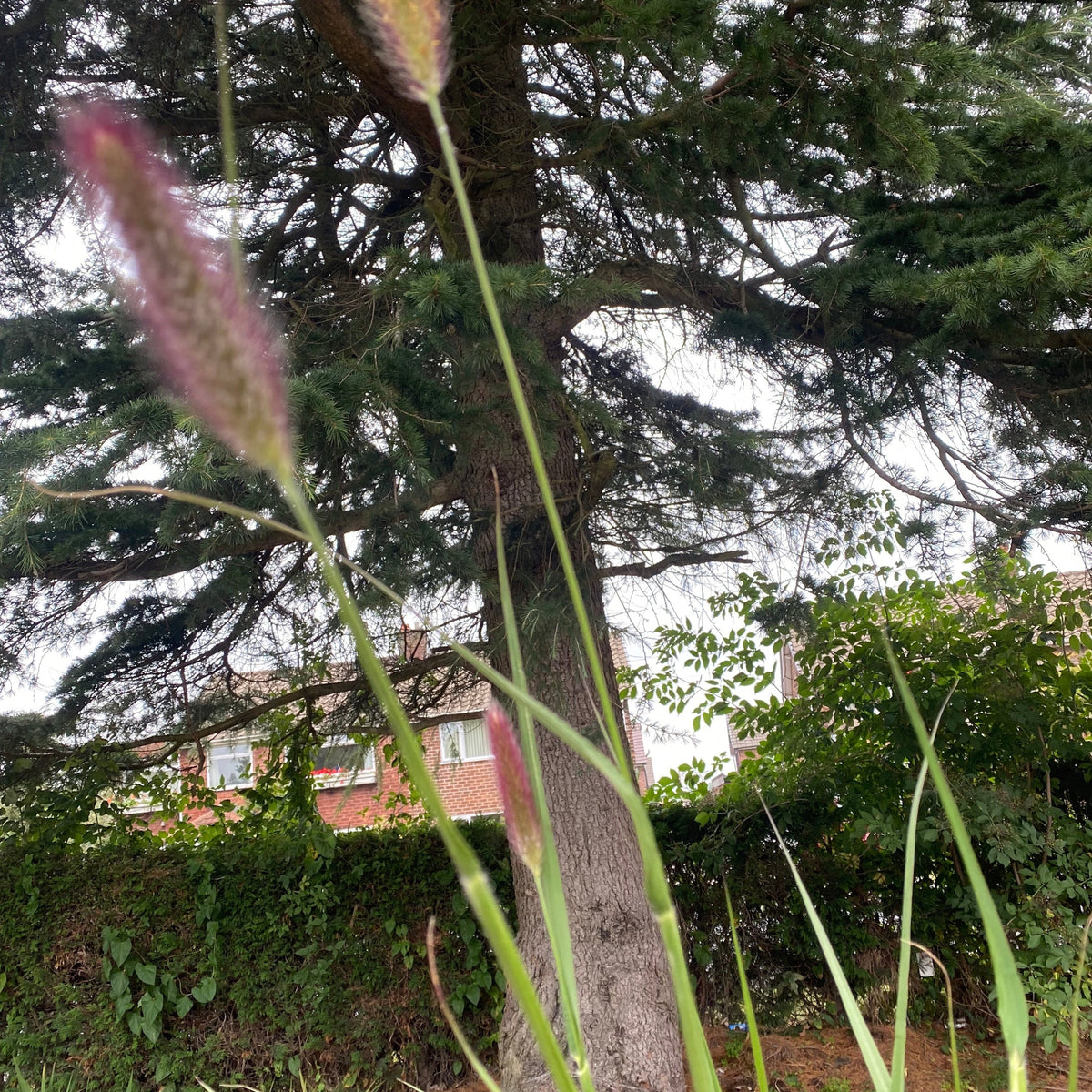 Tall blades of Pennisetum &#39;Red Bunny Tails&#39; 2L with fuzzy purple tips stand in the foreground, a large evergreen tree and parts of houses peek from behind leafy greenery. This perennial ornamental grass holds the RHS Award of Garden Merit.