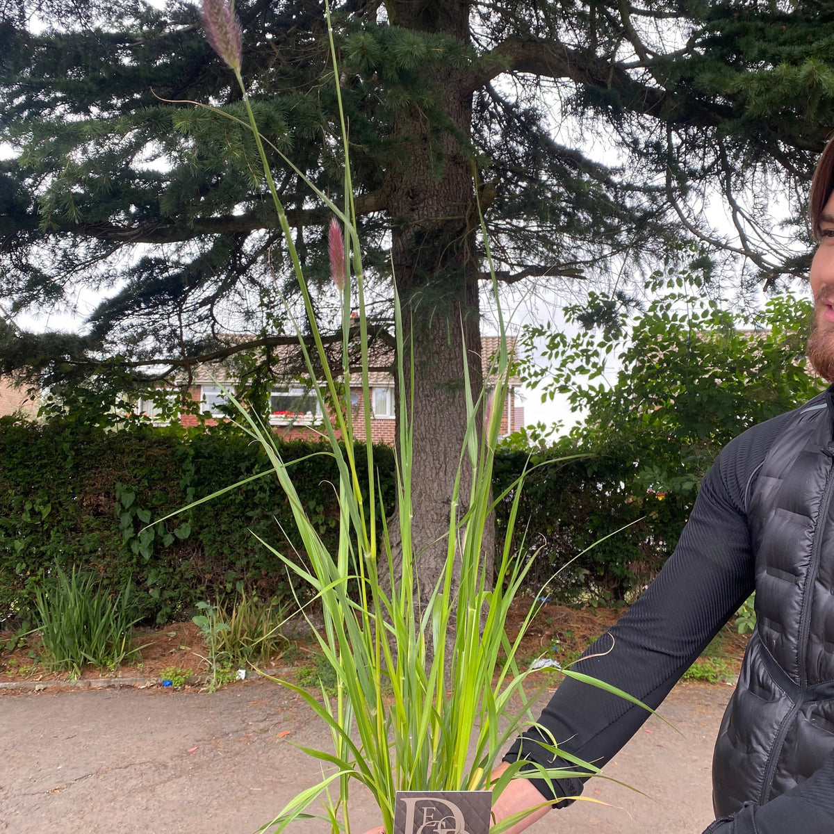 A person in a black jacket holds a Pennisetum &#39;Red Bunny Tails&#39; 2L, a tall potted ornamental grass with purple-tipped seed heads. Behind them are trees, bushes, and houses lining the street.