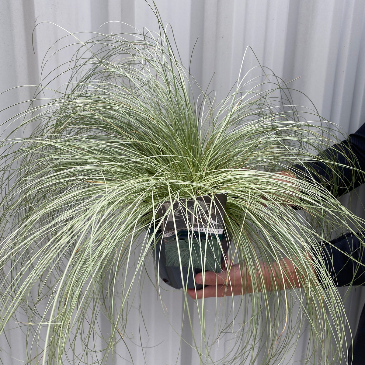Carex Grass &#39;Frosted Curls&#39; 9cm/2L