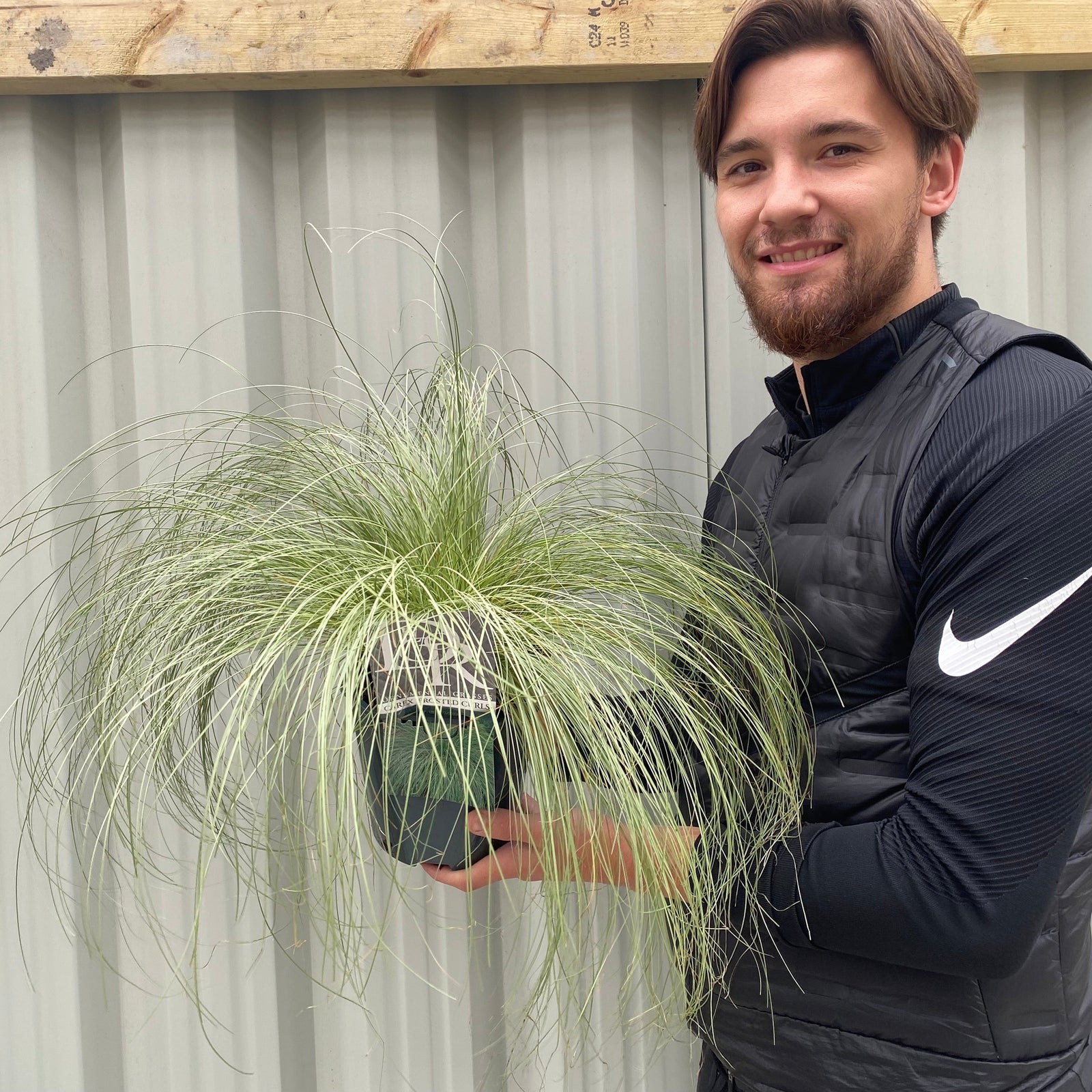 Carex Grass 'Frosted Curls' 9cm/2L