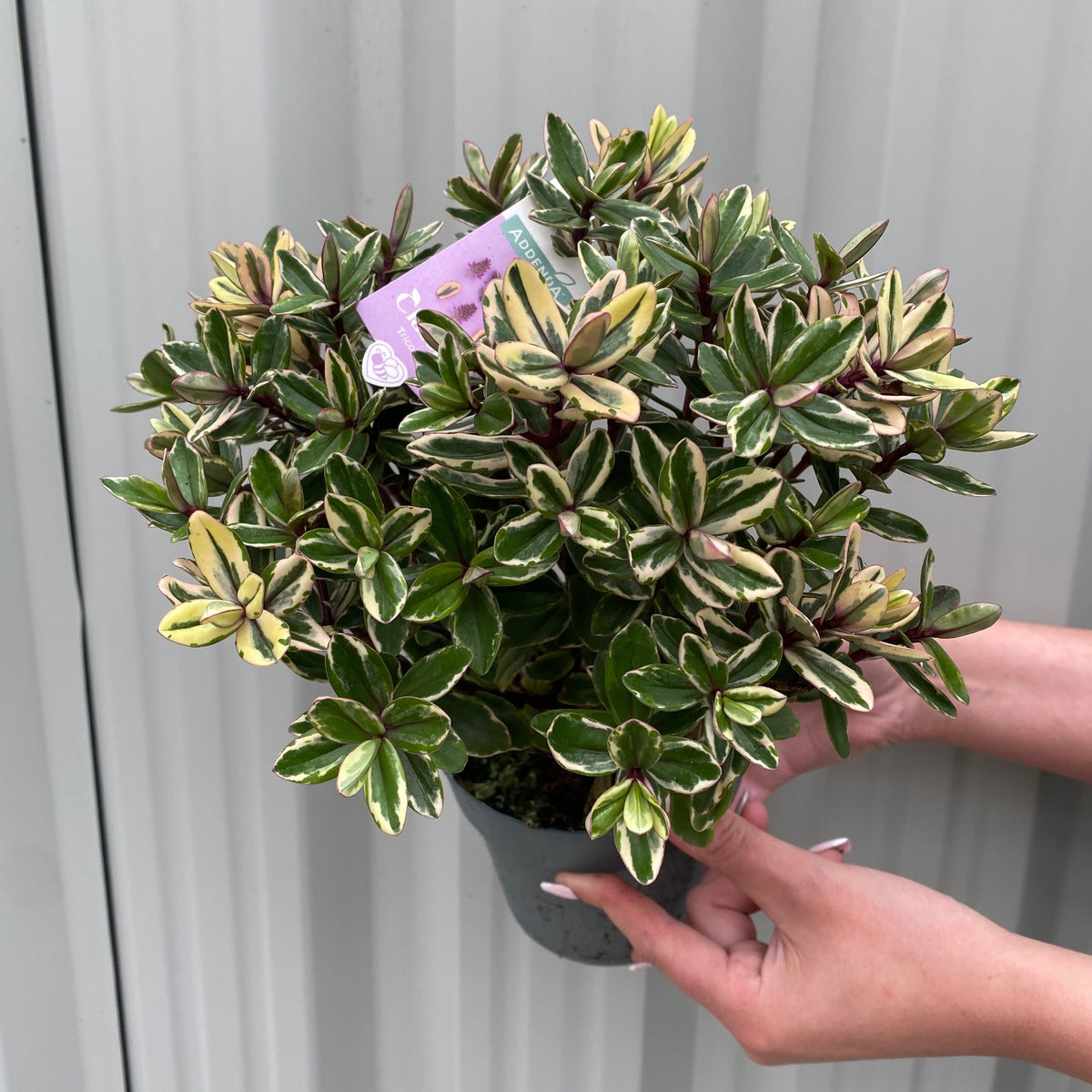 A person with manicured nails holds a small potted Hebe Addenda Tricolour, featuring dense green and cream variegated leaves, in front of a light gray corrugated background. A plant care tag is visible among the foliage.