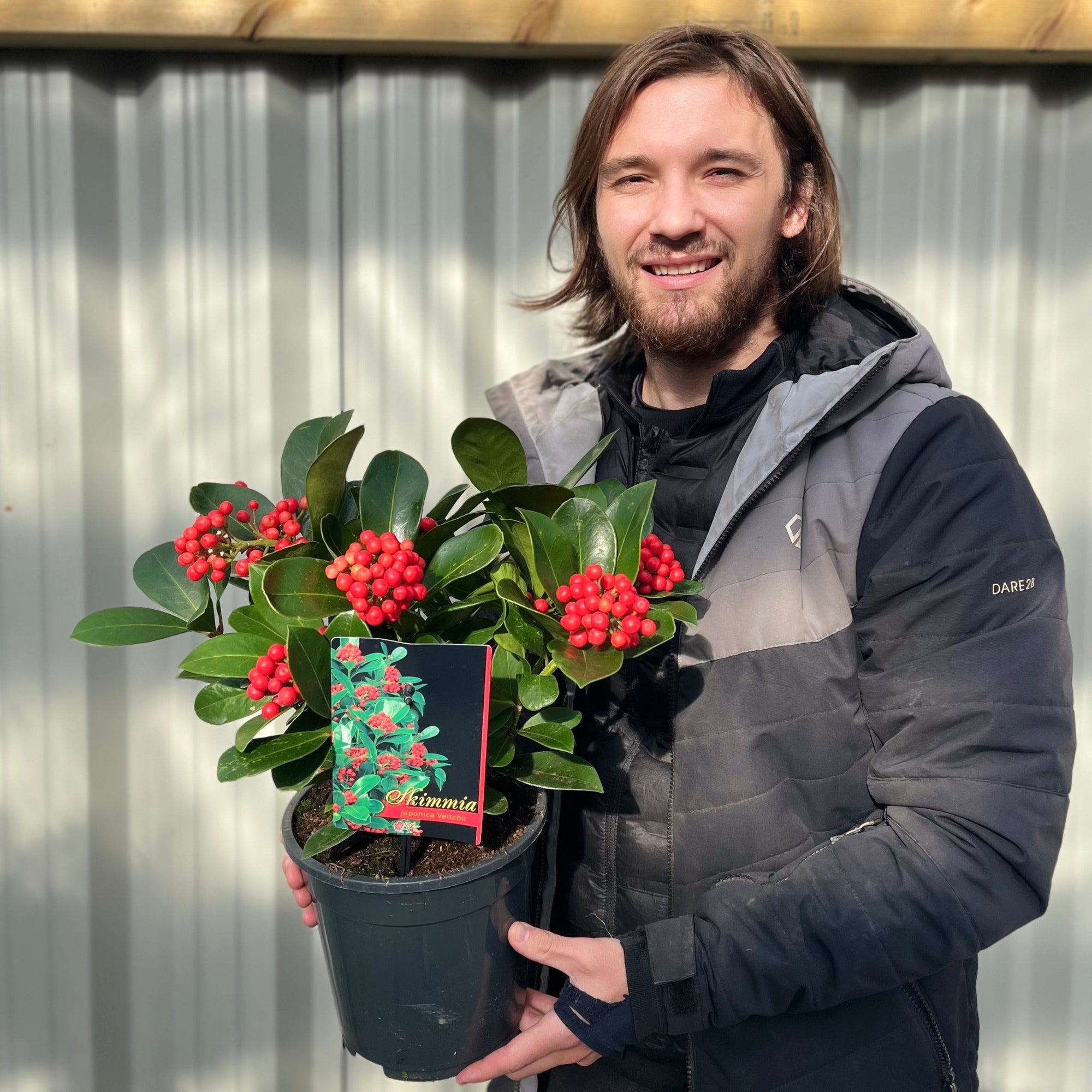 Skimmia japonica 'Veitchii' 3L