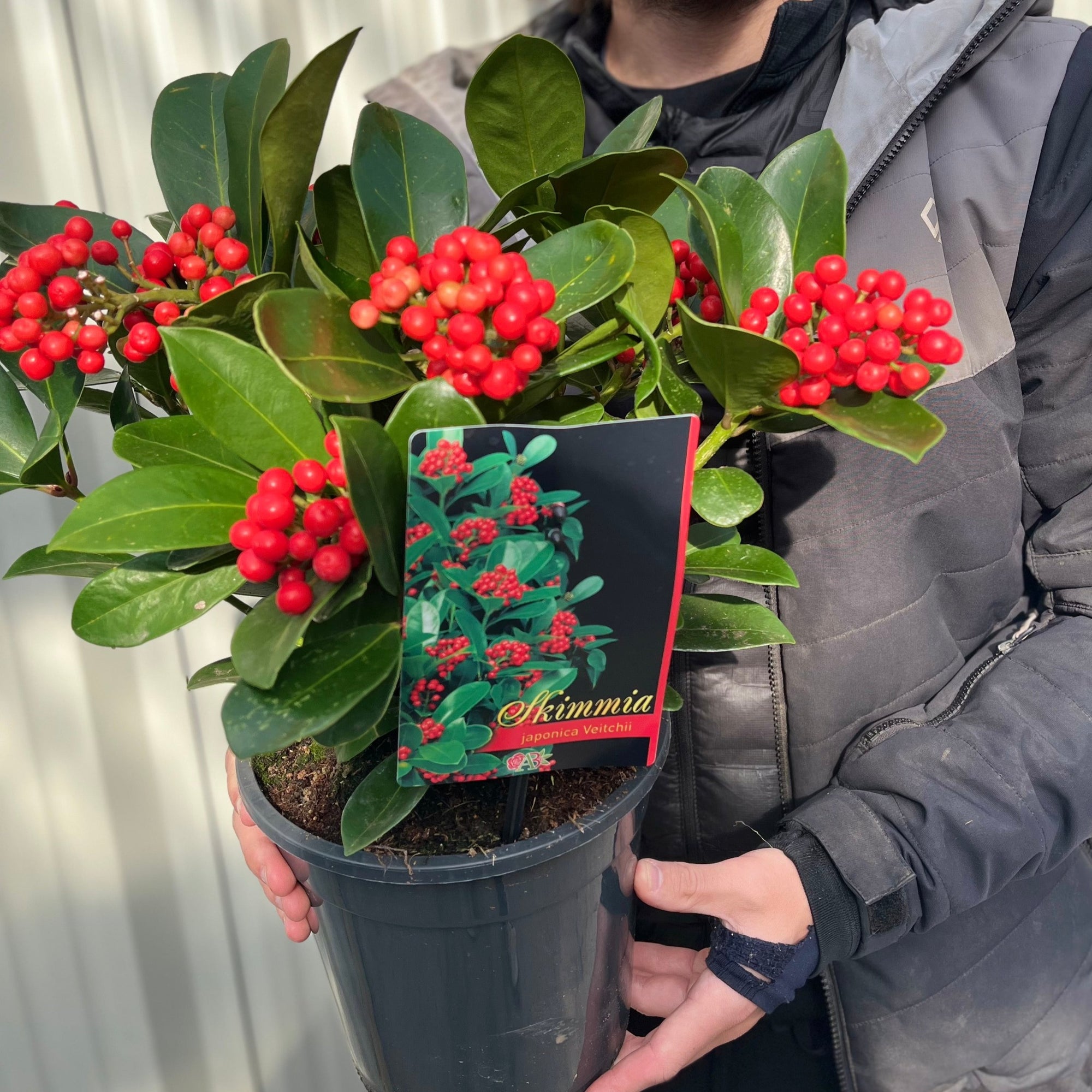 Skimmia japonica 'Veitchii' 3L