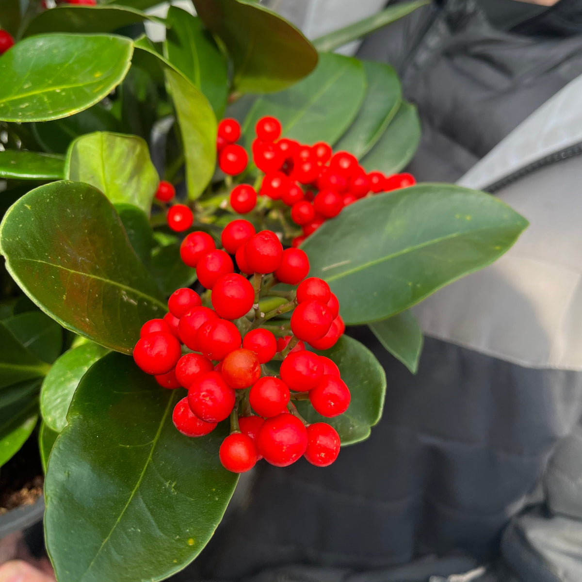 Skimmia japonica &#39;Veitchii&#39; 3L