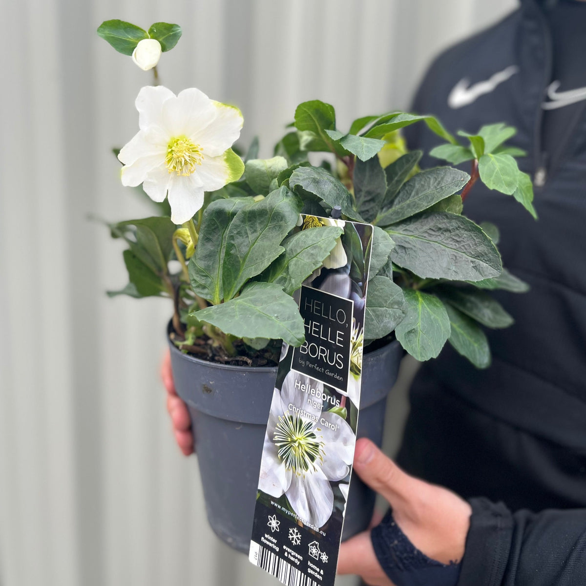 A person in a black jacket holds a potted Helleborus nyger &#39;Christmas Carol&#39; (Christmas Rose | Hellebore, 9cm-2L), a white-flowered winter perennial, with a label showing &quot;HELLO, HELLEBORUS&quot; and variety details in close-up.