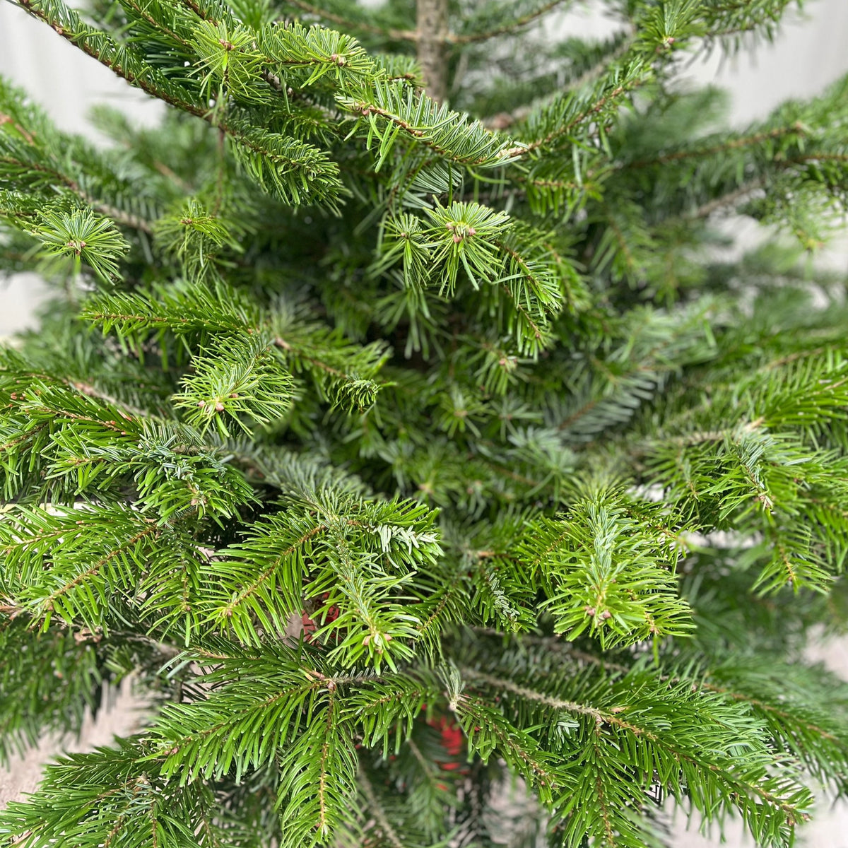 Nordmann Fir Pot Grown Christmas Tree | 1.5 - 1.6m