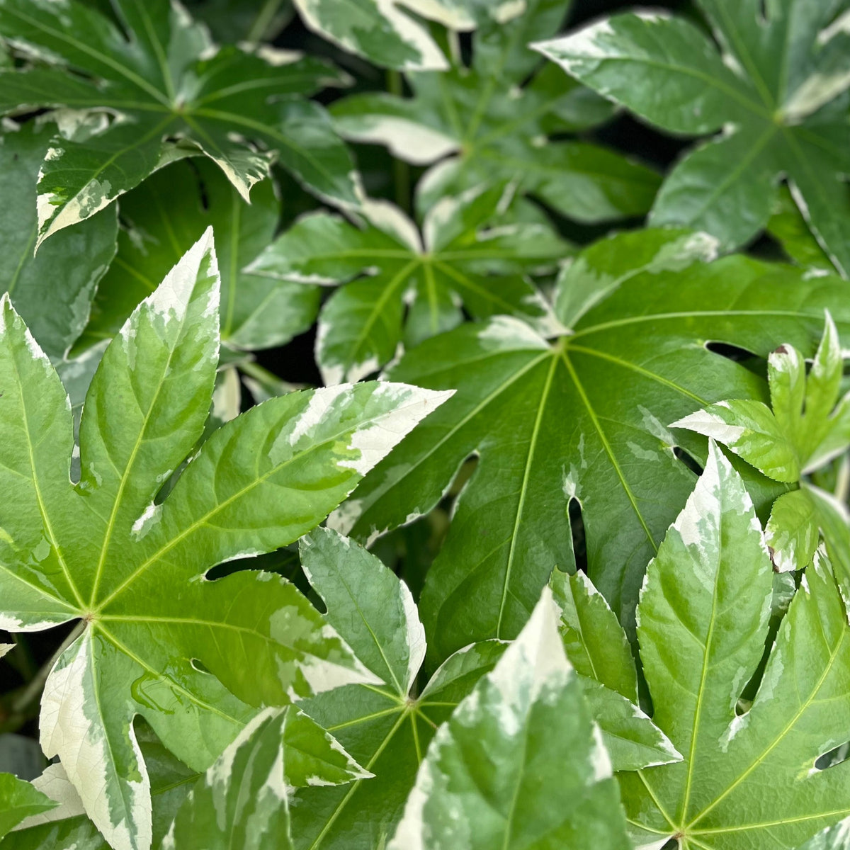 The Fatsia japonica variegata in a 2L growers pot features large, glossy green leaves with striking white edges. The broad, deeply lobed foliage and dense growth lend this evergreen shrub a lush, tropical look.