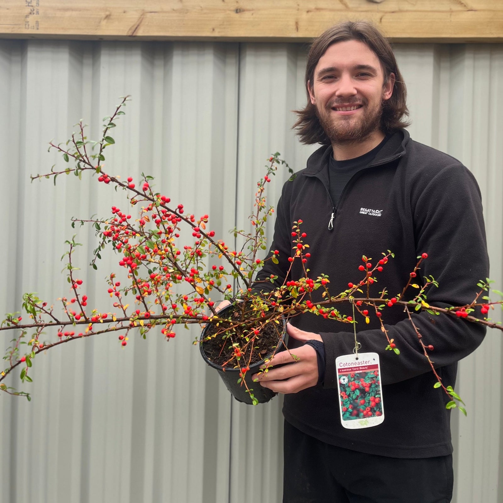 Close-up of Cotoneaster x suecicus 'Coral Beauty' branches densely covered with clusters of small, bright red berries and glossy green leaves, creating a lush, vibrant display.