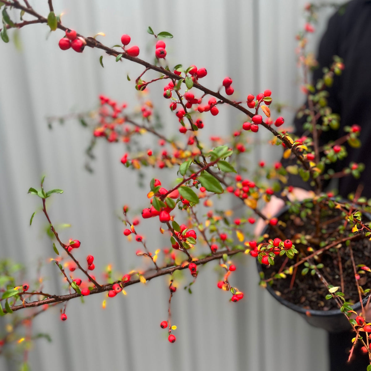 A person holds a potted Cotoneaster x suecicus &#39;Coral Beauty&#39; shrub, featuring thin branches, small green leaves, and clusters of red berries. The background is a softly blurred, light-colored vertical surface.