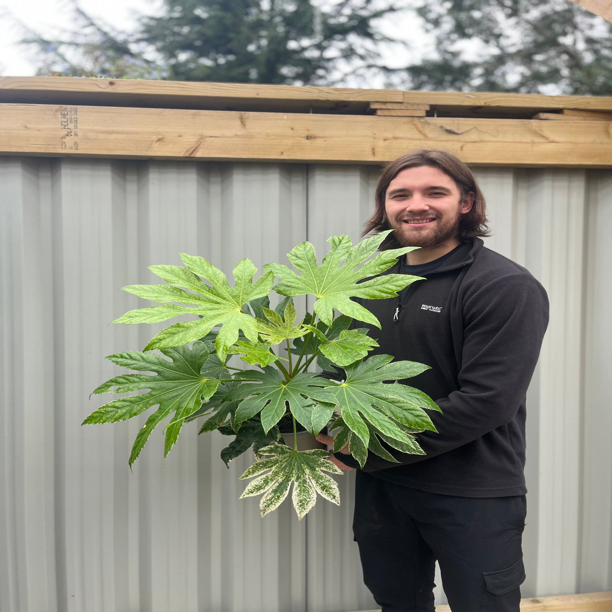 A man with long brown hair and a beard, wearing a black jacket and pants, smiles while holding a Fatsia japonica &#39;Spider&#39;s Web&#39; 9cm-7.5L in front of a corrugated metal fence and wooden beams outdoors.