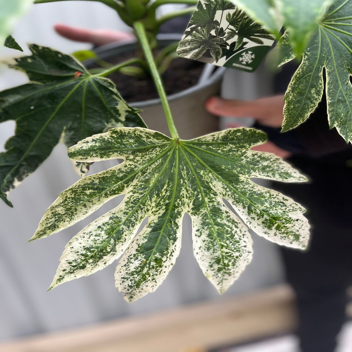 A person holds a Fatsia japonica &#39;Spider&#39;s Web&#39; (9cm-7.5L), displaying its green and white variegated, multi-lobed leaves—an ideal shade-tolerant houseplant—against a light-colored wall.