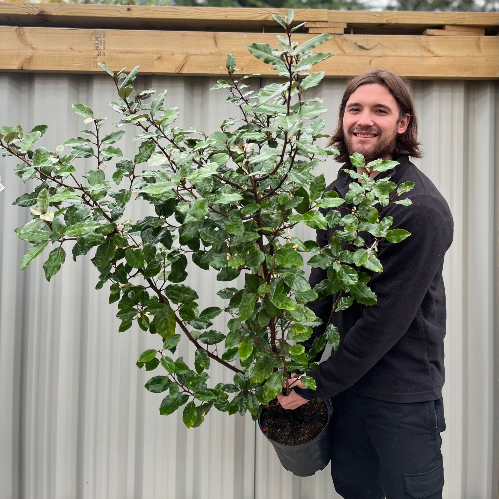 A smiling man in a black athletic shirt holds an Elaeagnus x ebbingei Compacta shrub with orange berries in front of a wooden fence on a sunny day. Multibuy offers available.
