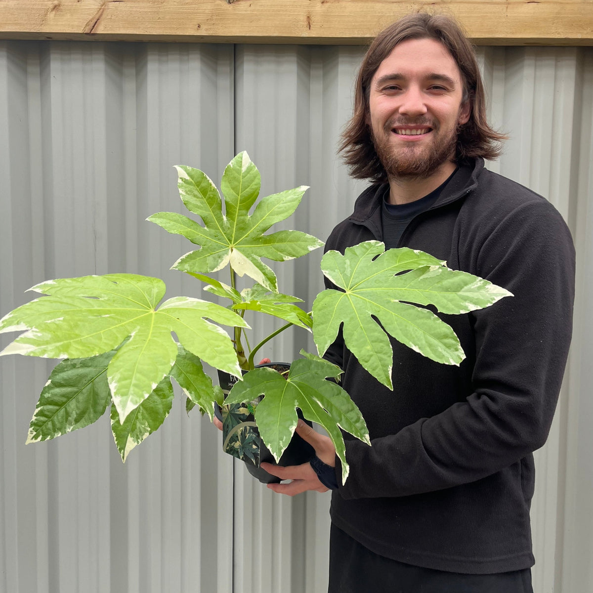 A person with long brown hair and a beard, dressed in a black jacket, smiles while holding a Fatsia japonica variegata in a 2L growers pot with large tropical leaves, standing before a corrugated metal wall.