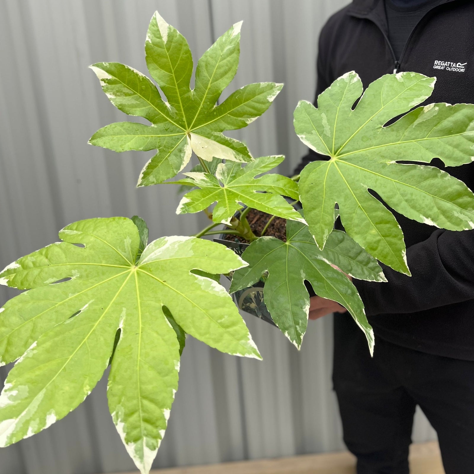 The Fatsia japonica variegata in a 2L growers pot features large, glossy green leaves with striking white edges. The broad, deeply lobed foliage and dense growth lend this evergreen shrub a lush, tropical look.