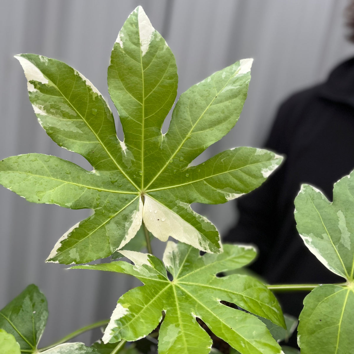 A light-colored moth rests on the central leaf of a Fatsia japonica variegata in a 2L Growers Pot; the green palmate leaf has white edges, with a blurred background and a glimpse of a person in dark clothing.