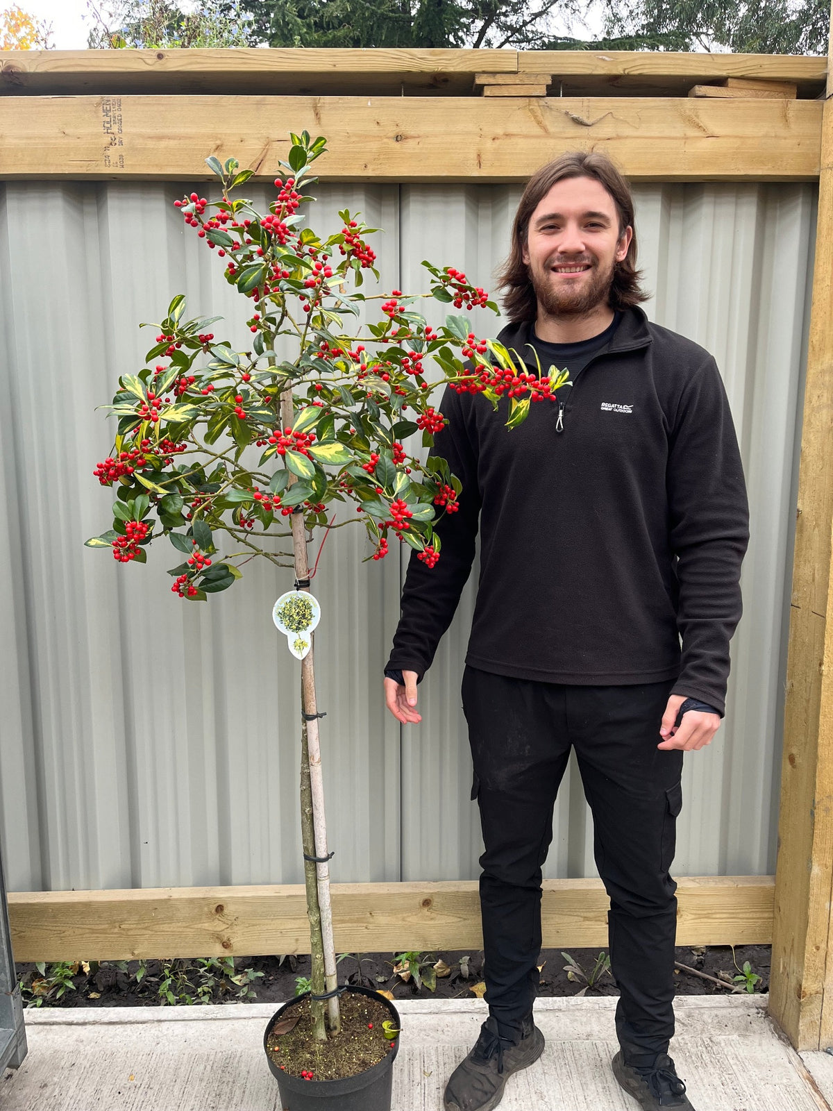 Half Standard Standard Holly Tree | Ilex aquifolium &#39;Gold Flash&#39; | 160-180cm 7.5L