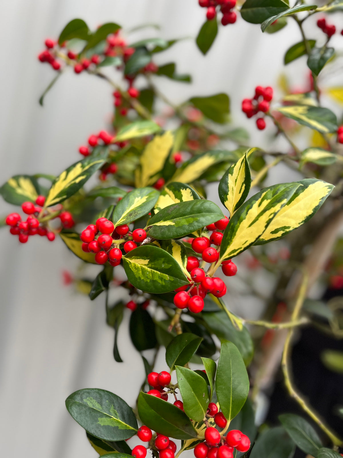 Half Standard Standard Holly Tree | Ilex aquifolium &#39;Gold Flash&#39; | 160-180cm 7.5L