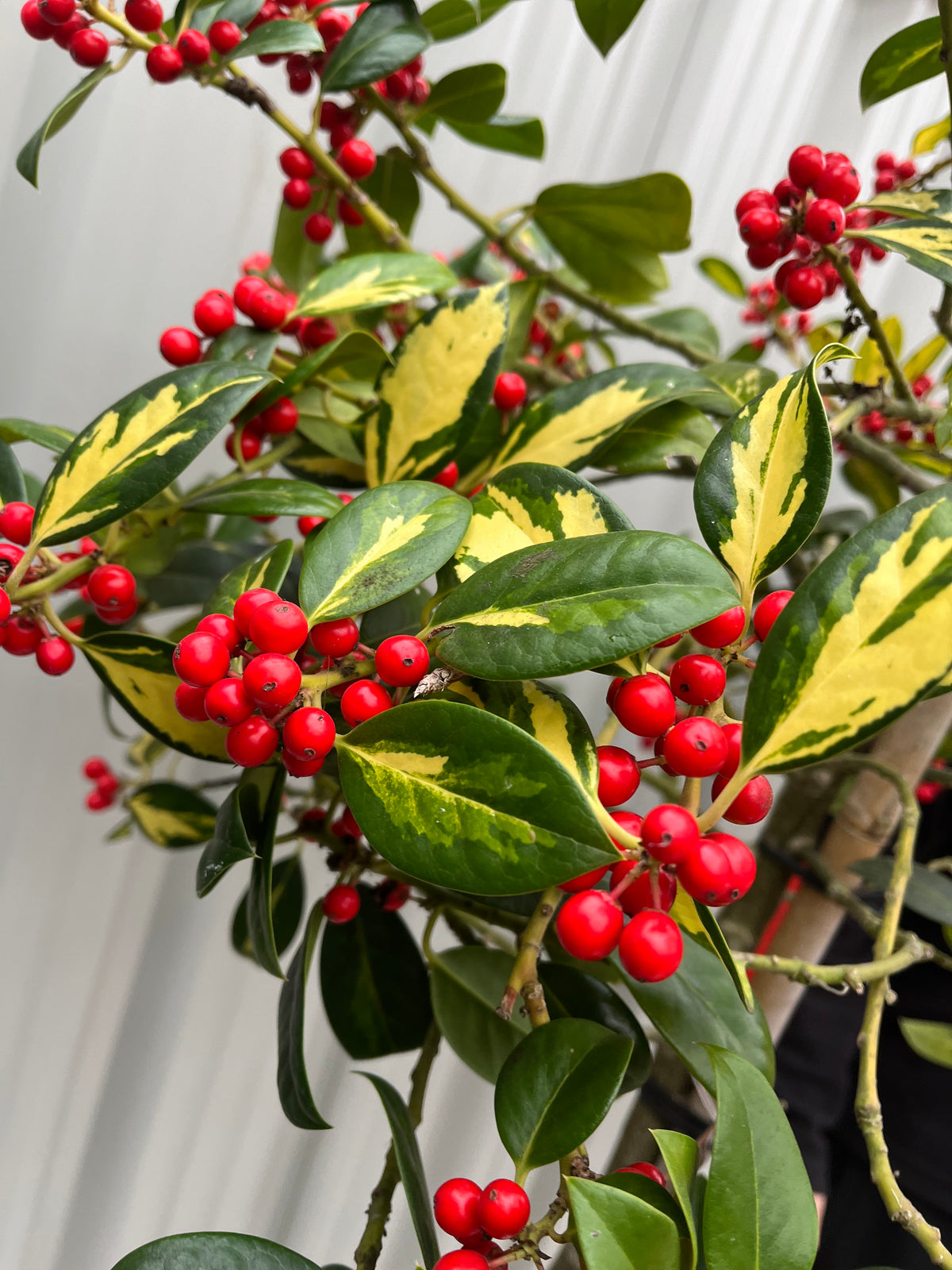 Half Standard Standard Holly Tree | Ilex aquifolium &#39;Gold Flash&#39; | 160-180cm 7.5L