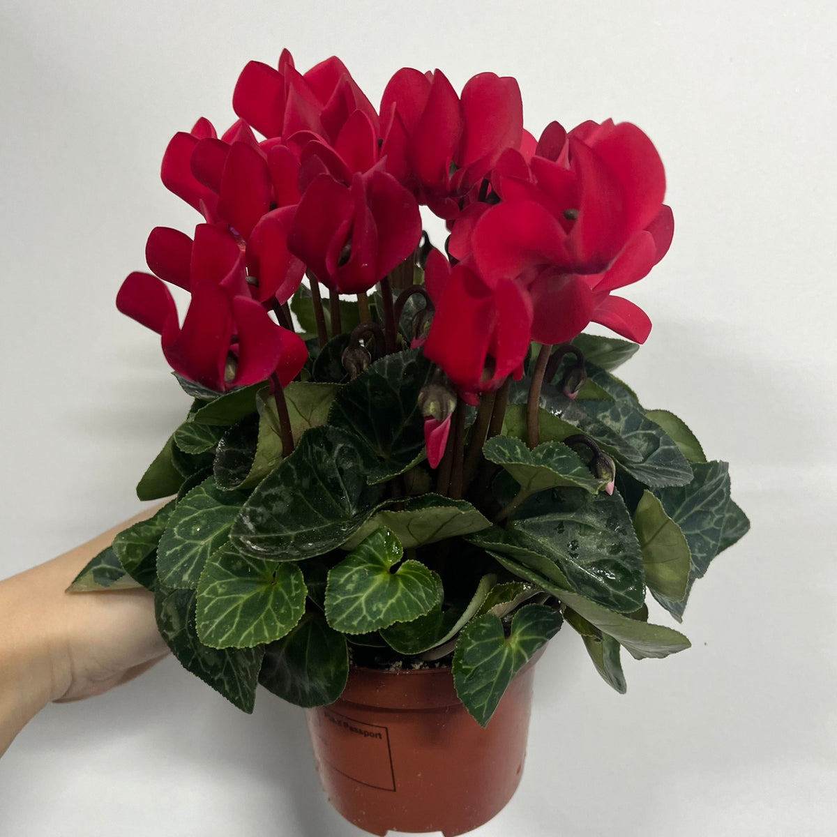 A hand holds a Cyclamen Red (9cm/13cm Pot Size) with vibrant red flowers and dark green, heart-shaped leaves in a small brown pot against a plain white background.