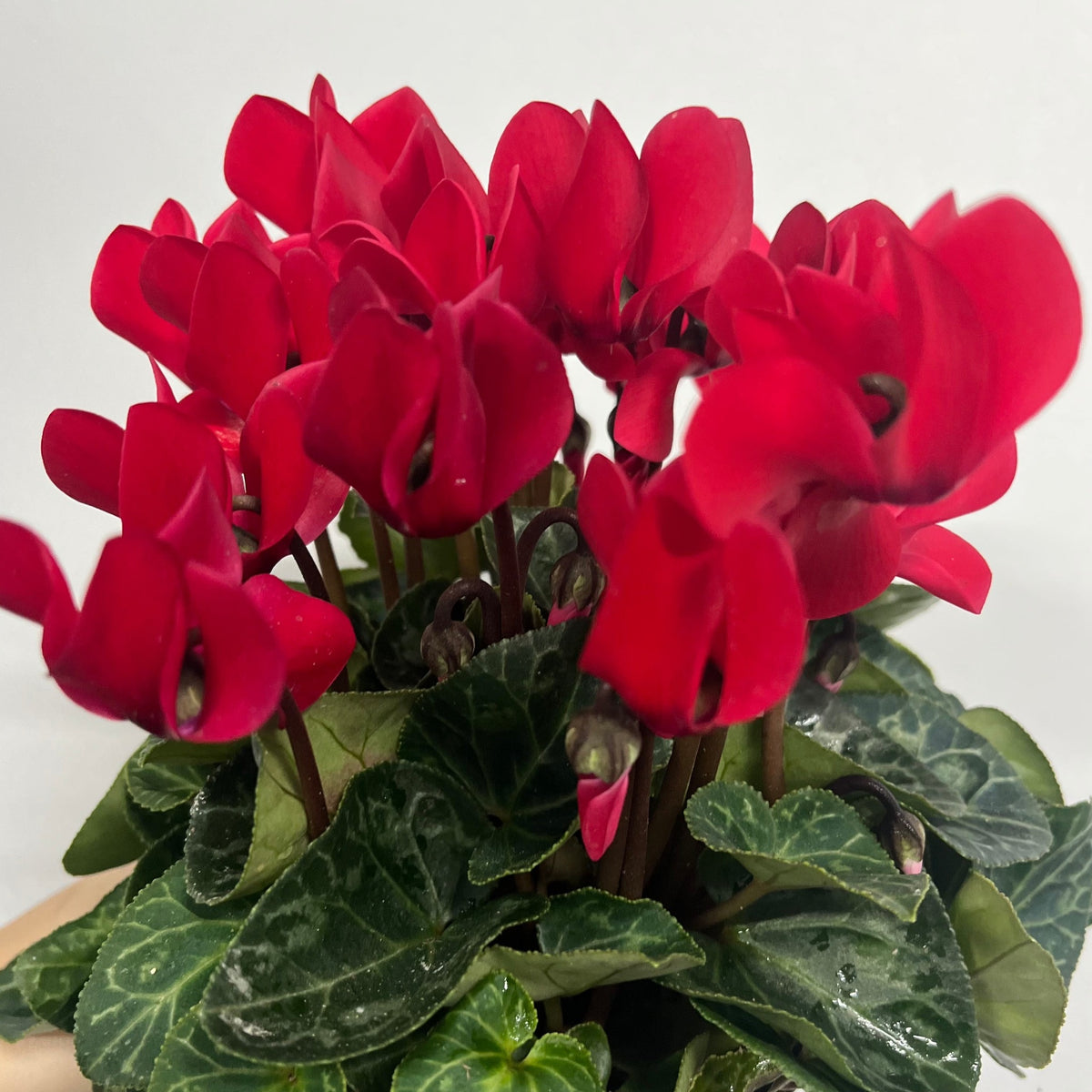 A close-up of Cyclamen Red (9cm/13cm Pot Size) showcasing its vibrant red flowers and dark green, patterned leaves on a windowsill against a plain white background.
