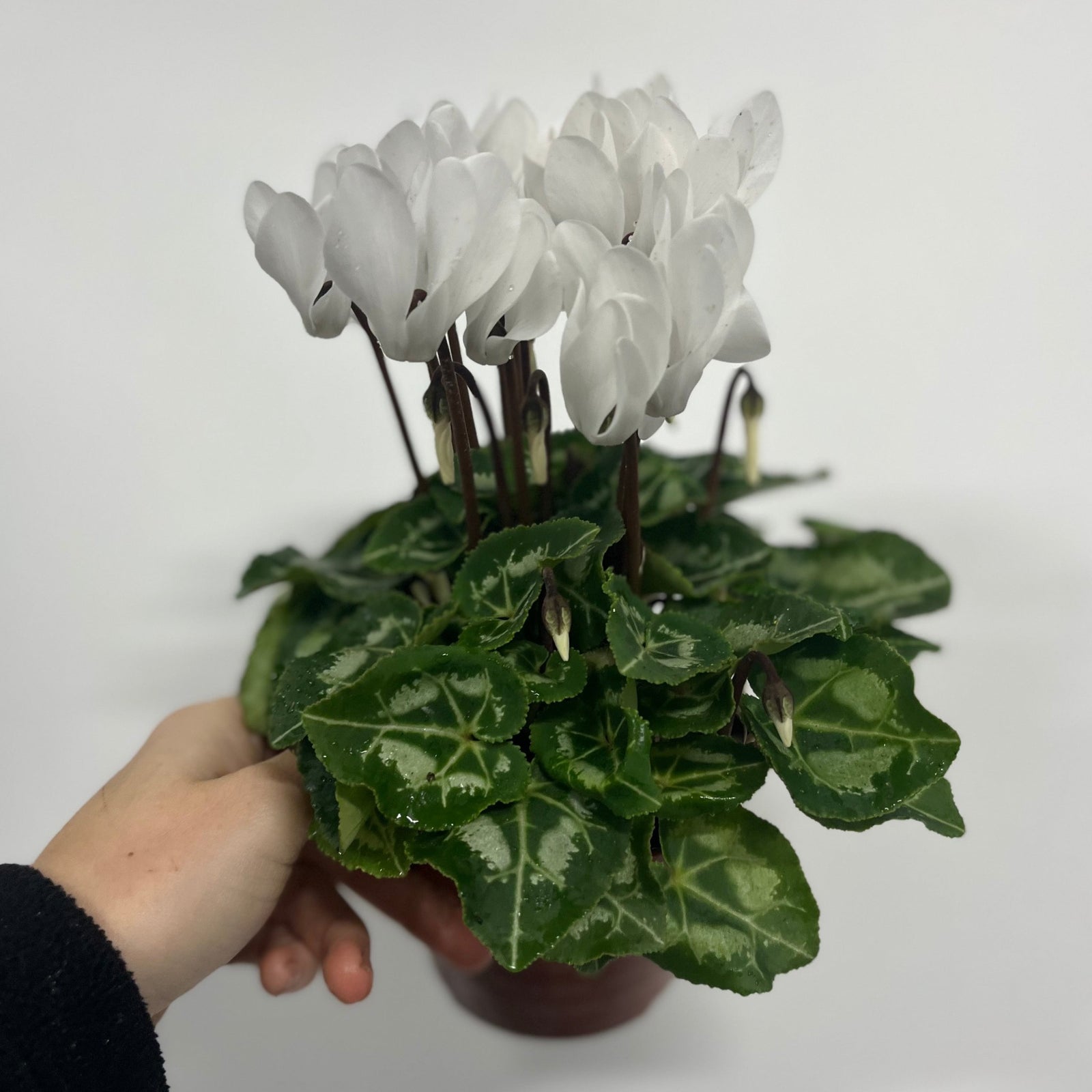 A hand holds a Cyclamen White (9/13cm Pot), an indoor plant with white flowers and variegated green leaves, set against a plain white background.