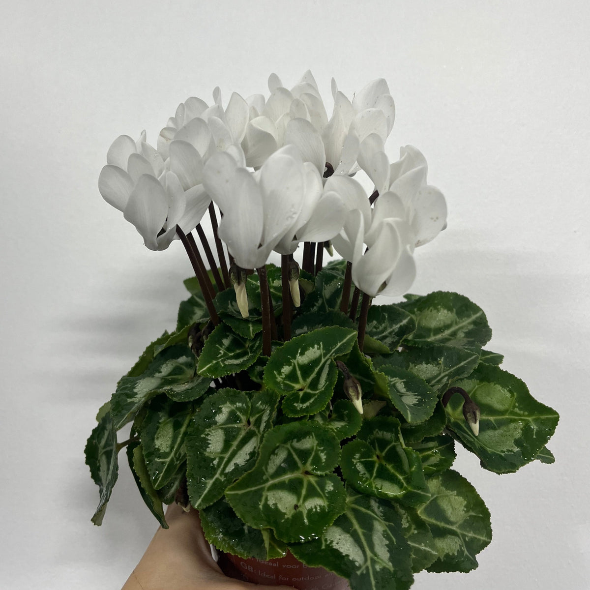The Cyclamen White (9/13cm Pot), a popular indoor plant, features white flowers and variegated green leaves, shown against a plain white background.