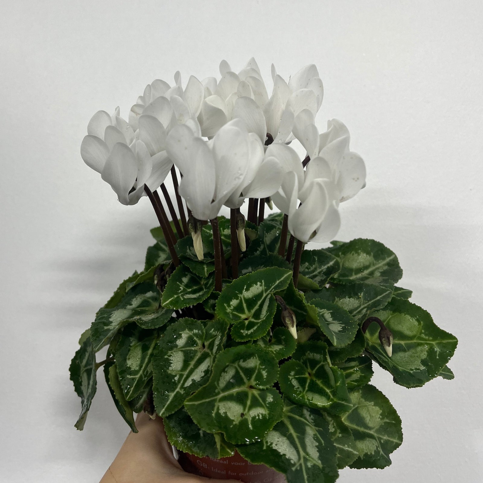 A hand holds a Cyclamen White (9/13cm Pot), an indoor plant with white flowers and variegated green leaves, set against a plain white background.