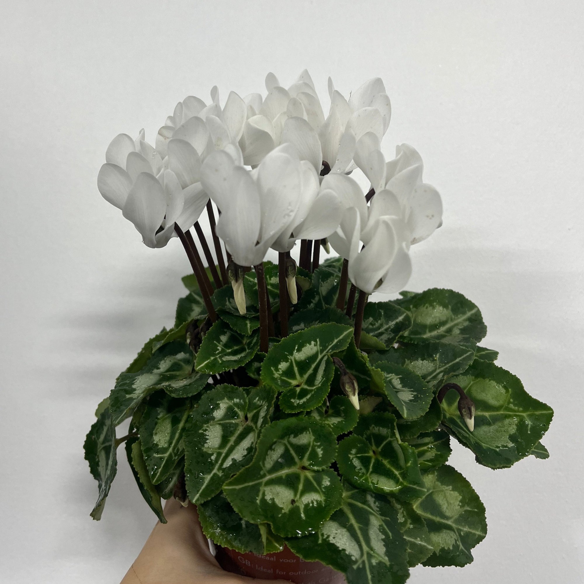 Cyclamen White (9/13cm Pot)