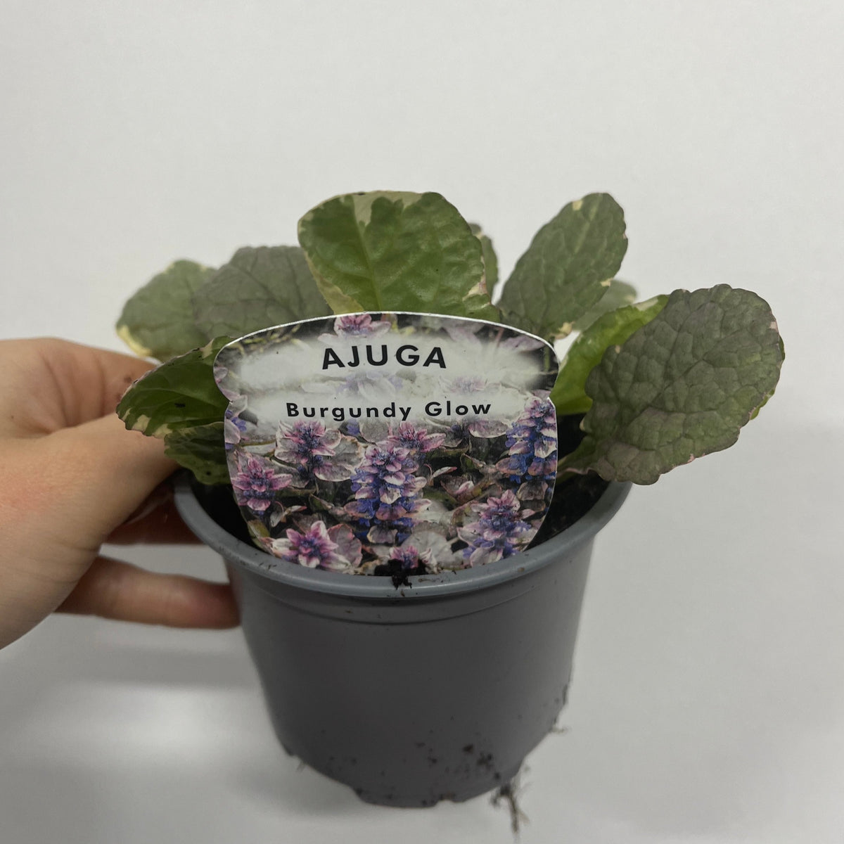 Ajuga &#39;Golden Beauty&#39; 11cm