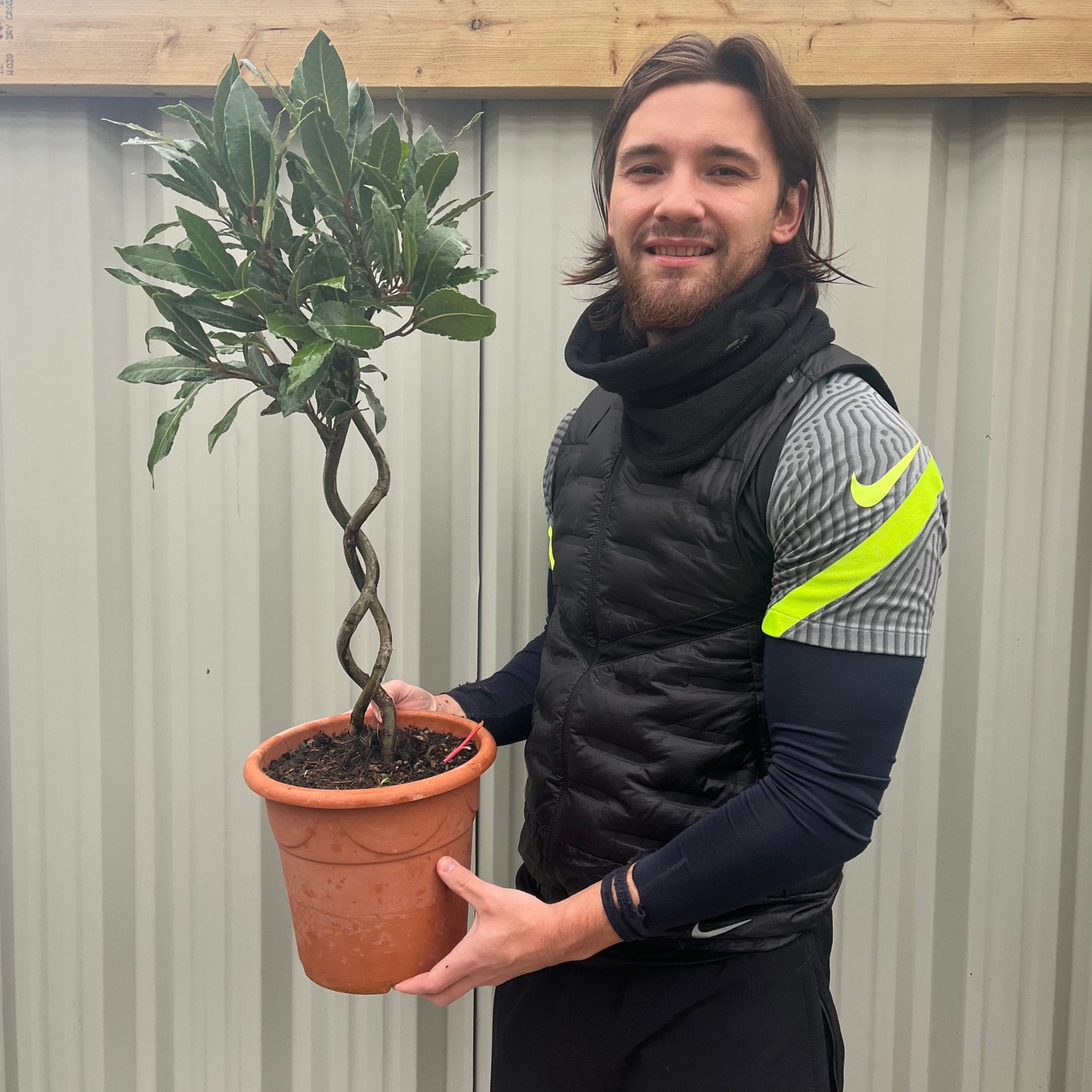 Double Spiral Stem Standard Bay Tree | Laurus nobilis | 75-85cm (Multibuy Offers Available)