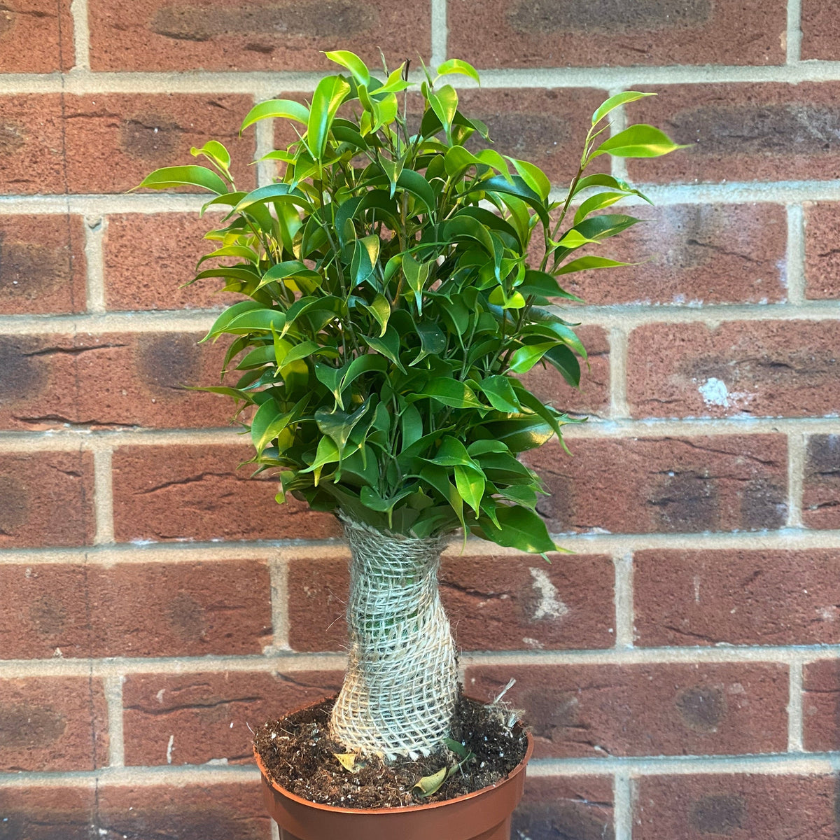 A Ficus Natasja Kinky Jute Tree (30-35cm), an elegant air-purifying plant with a thick jute-wrapped trunk and dense green leaves, sits in front of a red brick wall.