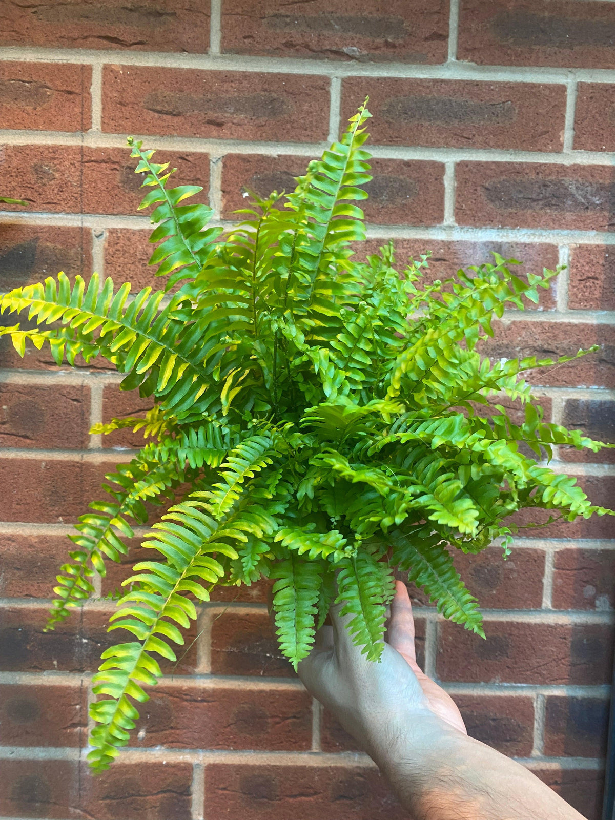 A hand holds a vibrant Boston Fern (Nephrolepis exaltata Bostoniensis, 25-30cm) in front of a red brick wall. Its lush green foliage fans out beautifully, making it an ideal air-purifying house plant for any space.